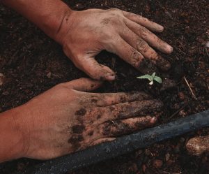 hands on dirt with small plant